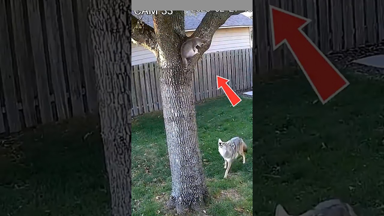 Labrador Saves Kitten From Coyote