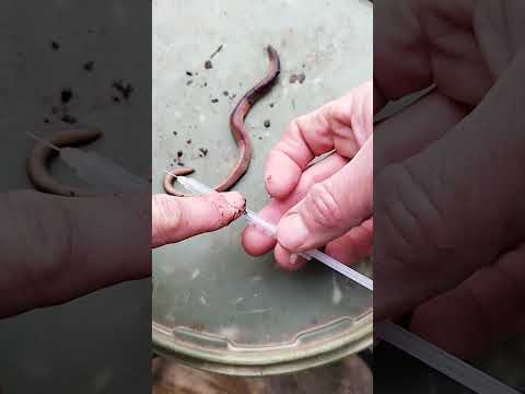 Give your Lobworms a lift to catch more perch