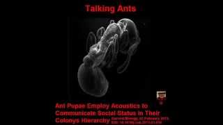 Talking Ants
