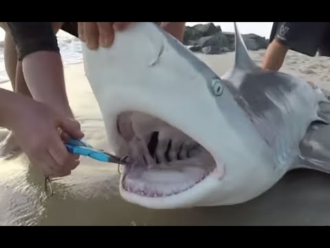 download lagu mp3 mp4 Shark Fishing Nj, download lagu Shark Fishing Nj gratis, unduh video klip Shark Fishing Nj