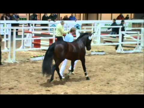 bovenheigraaf's Camillo.wmv