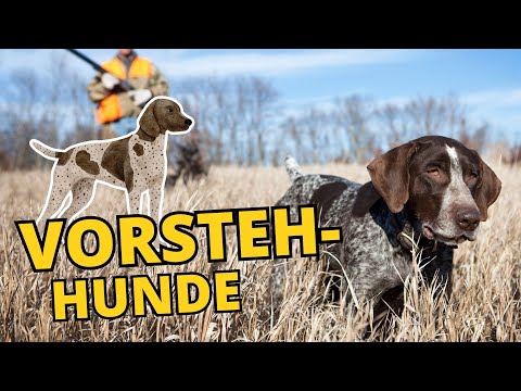 Vorstehhunde erklärt: Das macht sie do besonders!