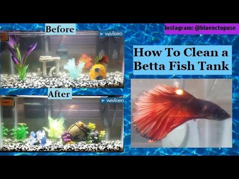 How To Clean a Betta Fish Tank