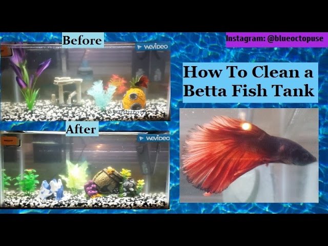 How To Clean a Betta Fish Tank