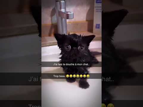 Il a fait la douche à son chat… Il ressemble a Francis Gallagher 😱😂