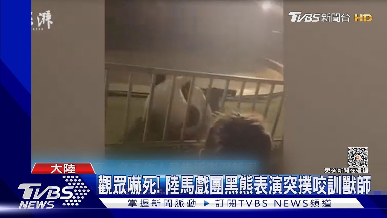 陸馬戲團亂象黑熊撲咬馴獸師 花錢讓小孩騎老虎