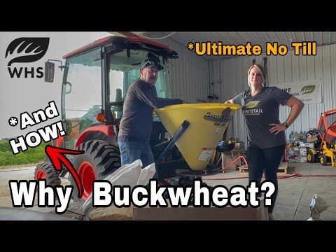 Ultimate Buckwheat No Till Planting 2025
