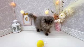 スコティッシュフォールドの動画01