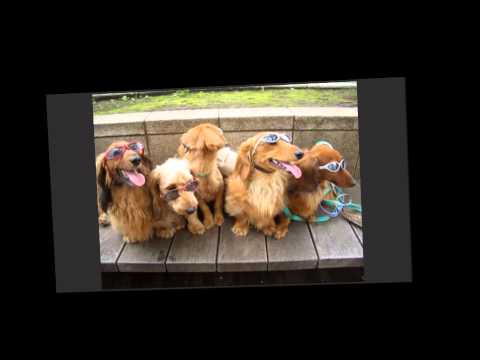 MC Buffalo - Džukci (1991.)