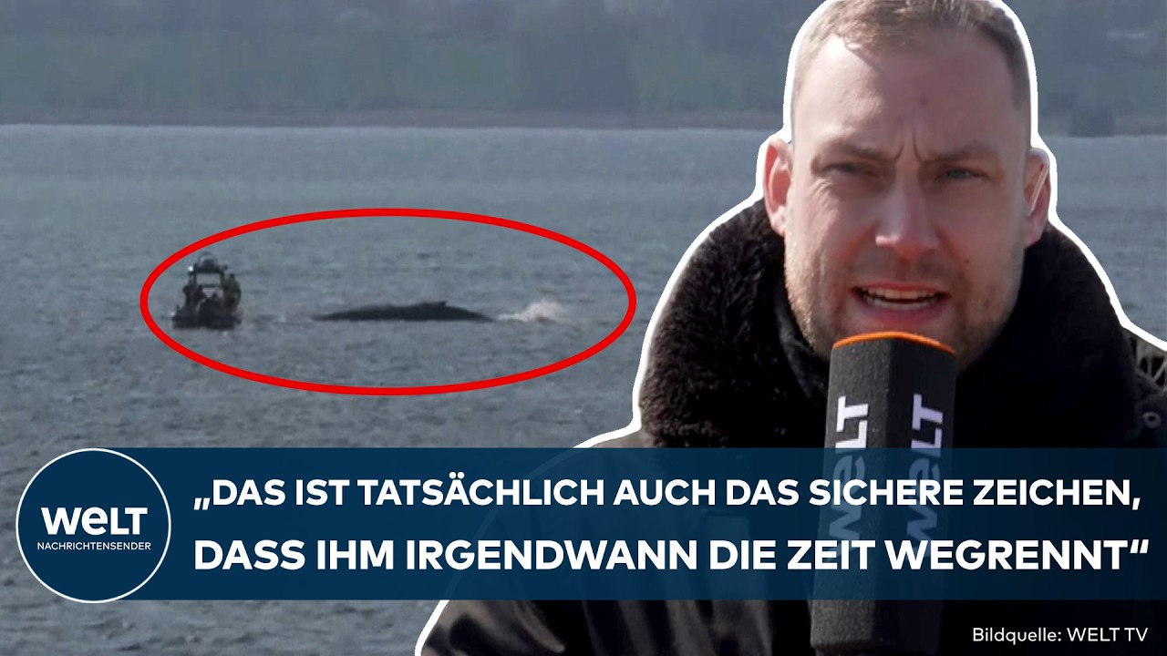 DRAMA VOR POEL: Timmys Zeit läuft ab! Sinkender Wasserpegel wird zur tödlichen Gefahr für den Wal