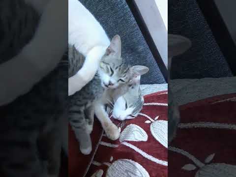 Two Cats  who love each other very much even eat together 😍Funny Animals Videos