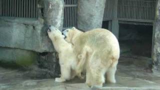 Polar bears mating in Schönbrunn