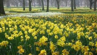 Seven Daffodils Music Video
