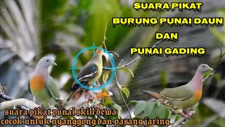 Download lagu suara pikat burung punai cocok untuk nyanggong dan pasang jaring / pulut || sudah terbukti mp3