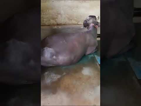 Cheormin - chelated mineral mixture, grade standard: feed gr...