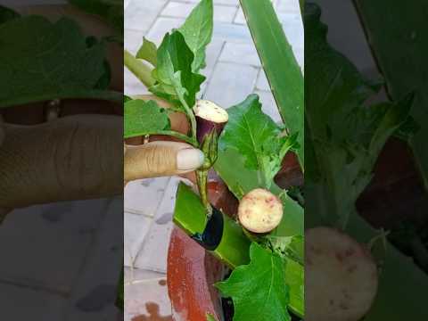 , title : 'How To Grafting Eggplant On Aloe Vera #treegrafting #grafting #plant'