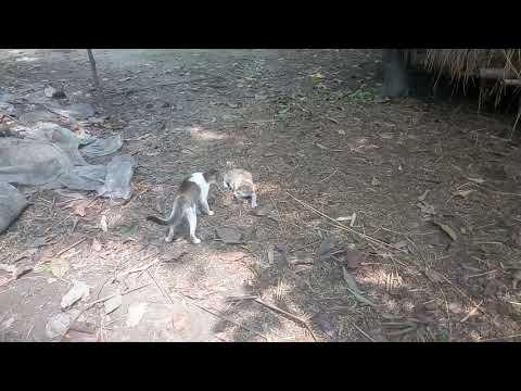 Look at the fight of cats