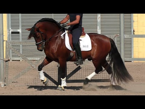 Advanced Inter Andalusian PRE Stallion 2014 - 1,66 m (#MP702)