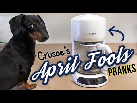 Ep 21: Crusoe Pulls Some Sneaky PRANKS for April Fools! — (Funny Dog Pranks)