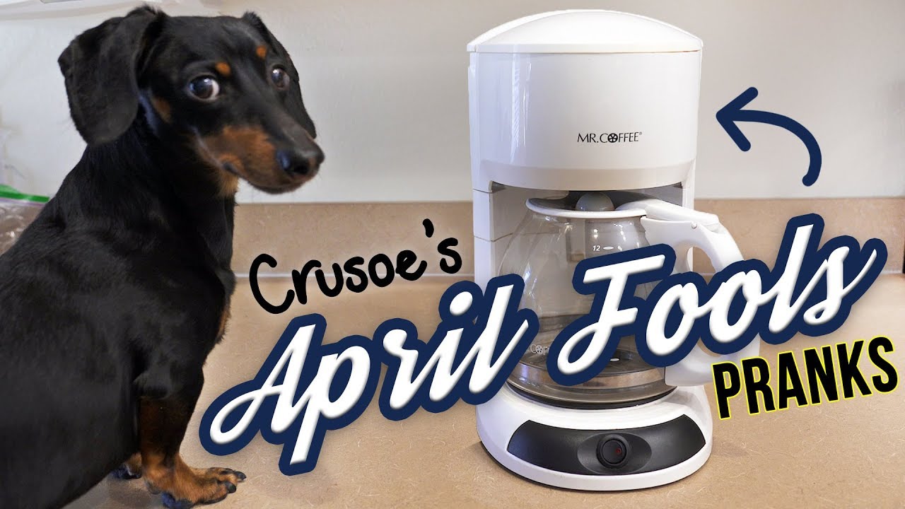 Ep 21: Crusoe Pulls Some Sneaky PRANKS for April Fools! — (Funny Dog Pranks)