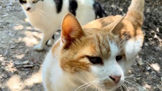 揃って挨拶に来てくれた人懐っこくてかわいい猫同士の親友たち
