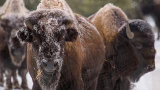 When in Rome (Nickel Creek)