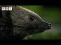 This Hedgehog Is Looking For Love BBC