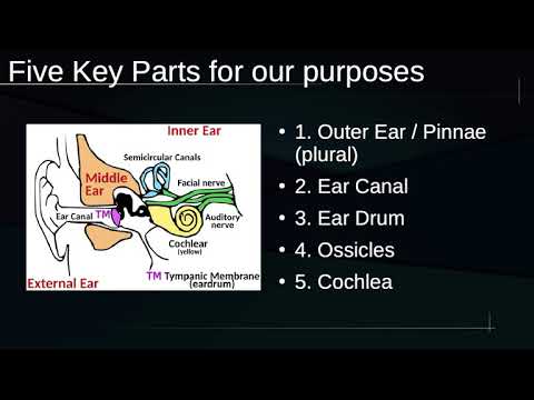 Parts of the Ear