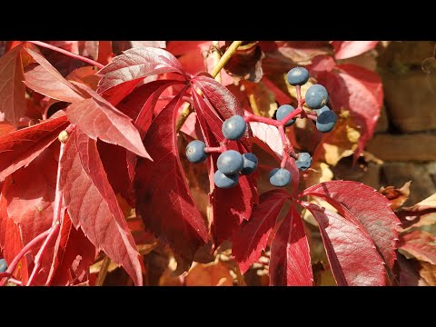 Virginia Creeper fruit (Parthenocissus quinquefolia)
