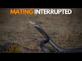 Wild Encounters When A Bigger Male Snake Joins The Mating Chase Ratsnake