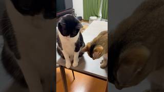 目を合わせてくれない猫たち #shorts