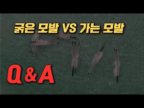 모발이식 할 때 모발 굵기의 중요성