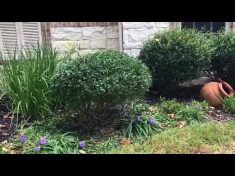 Manicured Dwarf Yaupon Holly Bushes