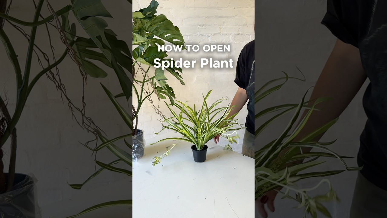How To Open Spider Plant