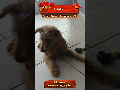 Vídeo de Catarina