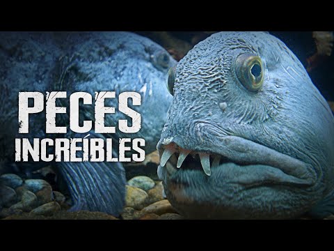 Peces INCREÍBLES · DOCUMENTAL [SD]