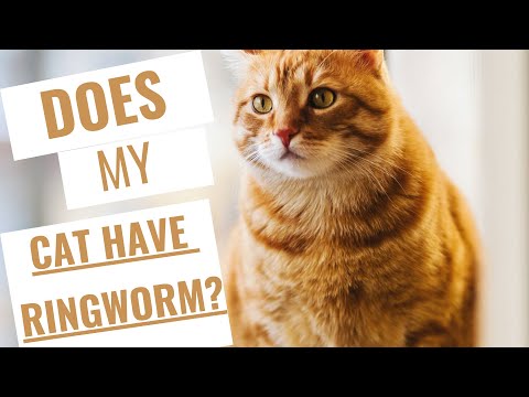 Does My Cat Have Ringworm