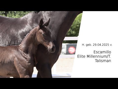 Hf v Escamillo x Elite Millennium T x Talisman 2025