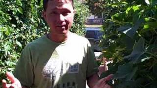 Organic Control for White Powdery Mildew on Cucumber Plants