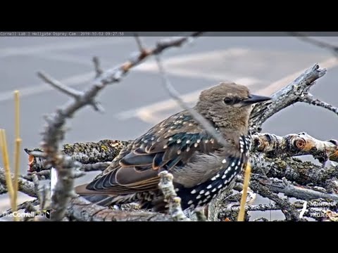 Juvenile European Starling Gaining Adult Plumage – Oct. 2, 2019
