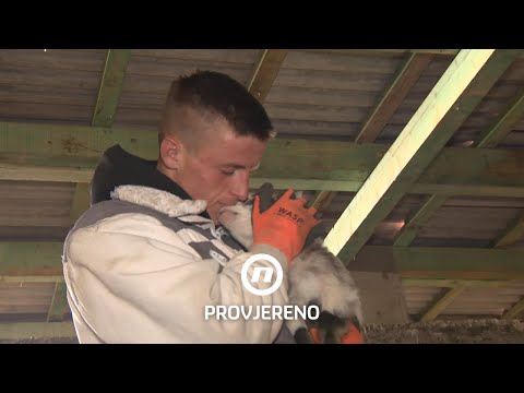 Ima 17 godina i već je najveći farmer u županiji: "Ja guštan kad vidim ovo" | Provjereno