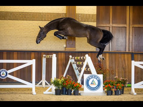 Ozone VDL (Quaprice Z x Mr. Blue) - Gelding - 15-05-2019