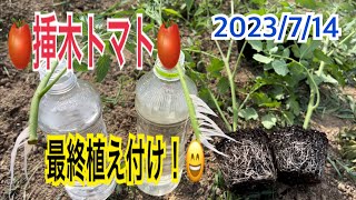 🍅挿木トマト苗最終植え付け🍅　脇芽を育苗した苗が植え付け時期になりました😄　トマト栽培