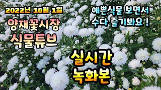 2022년 10월 1일 토요일   예쁜식물들 보면서 수다즐겨봐요   #양재꽃시장 #식물튜브 #수다방