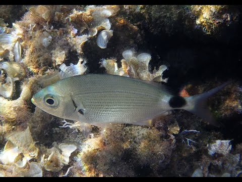 TIHOMIR TV - UŠATA (Official Educational Video)