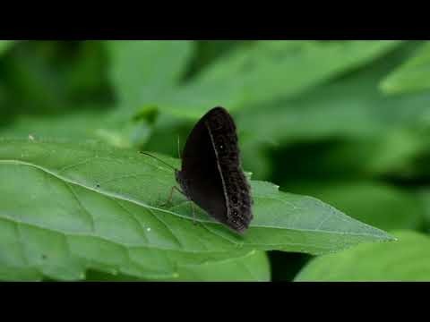 Taman Hutan Kampus IPB University : Biodiversity #ConcernToConserve