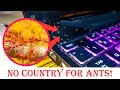 How To Get Rid of ANTS From Laptop?! - WHY & HOW?