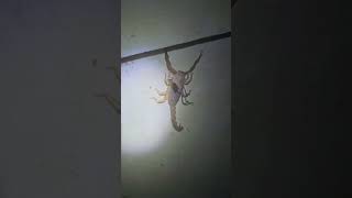 Download lagu What is this scorpion doing? #wildlife #scorpio #scorpion mp3 Download lagu What is this scorpion doing? #wildlife #scorpio #scorpion mp3