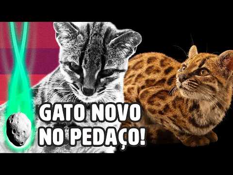GATONEWS: NOVA ESPÉCIE DE FELINO É DESCOBERTA | PLANTÃO