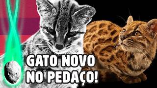 GATONEWS: NOVA ESPÉCIE DE FELINO É DESCOBERTA | PLANTÃO